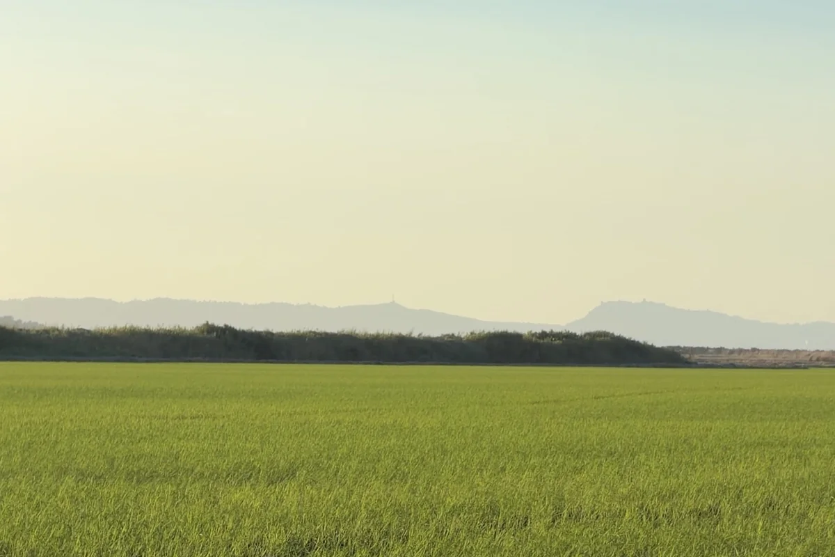 Comporta's rice fields stretching toward the hills, with the Serra da Arrábida in the distance.